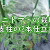ミニトマトの栽培：支柱の立て方（ミニトマトの二本仕立て）