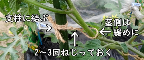 ミニトマトの茎を支柱に誘引する
