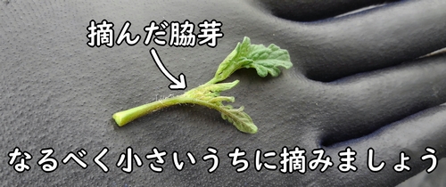 芽かきで摘んだミニトマトのわき芽