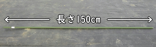 ピーマンは1本仕立てで育てます