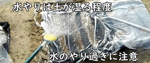 人参の種に水やりをする