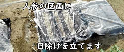 人参の種は乾燥に弱いので、日除けを立てる