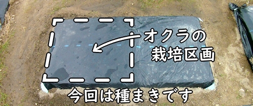 オクラ（島オクラ）の栽培区画