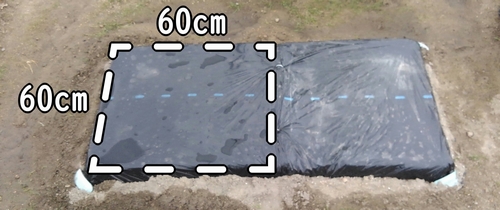 オクラの栽培区画の大きさは60cm×60cm