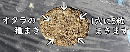 オクラの種の蒔き方（島オクラの種まき方法）