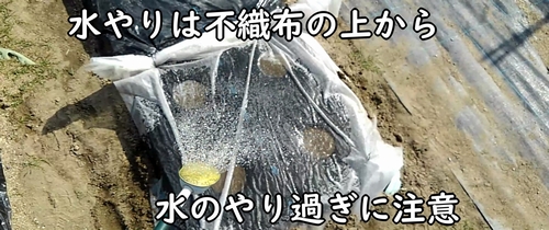 オクラの種に水やりをする