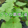 オクラの追肥（密植栽培の丸オクラに追肥）