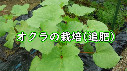 オクラの追肥（密植栽培の丸オクラに追肥）