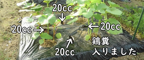 密植栽培のオクラに追肥をしました