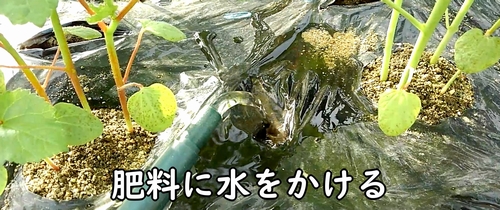 追肥した鶏糞に水をかける