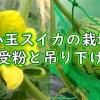 小玉スイカの地植え栽培：小玉すいかの人工受粉と、着果した実の吊り下げ（空中栽培）