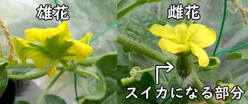 小玉スイカの雄花と雌花