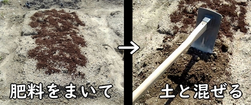 千両2号ナスの施肥と畝作り