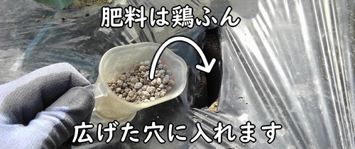 千両2号ナスの肥料のやり方