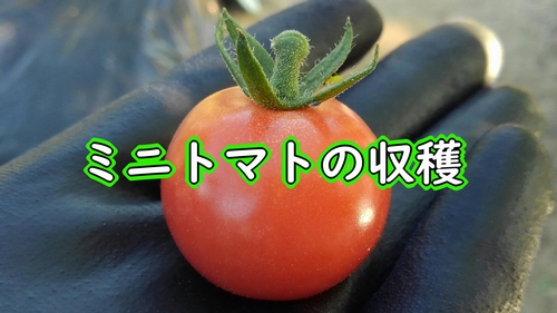 ミニトマトの収穫（ピンキーミニトマトが収穫時期です）