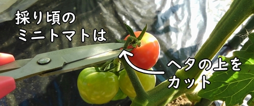 ミニトマトの収穫の仕方