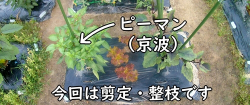 今から剪定するピーマン（京波ピーマン）