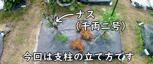 地植えで栽培中のナス（追肥後、約2週間経過した千両二号ナス）