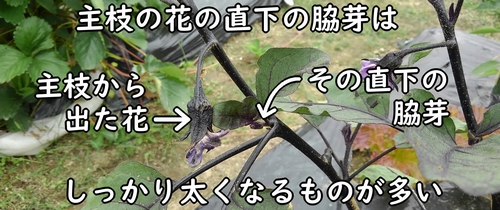 主枝の花と脇芽の関係