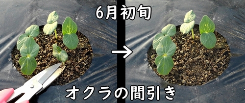 オクラの間引き（密植栽培は4本か、3本仕立てにする）