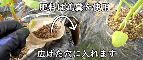 追肥の肥料は鶏糞がおすすめ