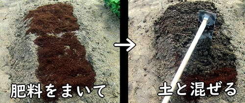 肥料を小玉スイカの区画にまいて、土と混ぜる
