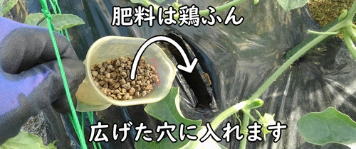 追肥の肥料は鶏糞を使用