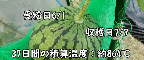 小玉スイカの収穫時期は、積算温度が目安