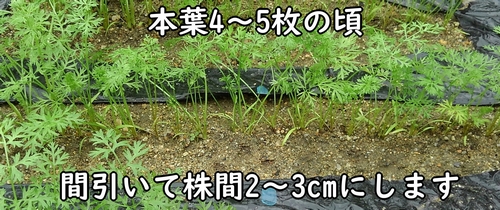 人参の最初の間引きは本葉4～5枚の頃