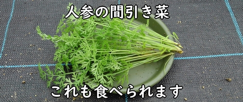 人参の間引き菜