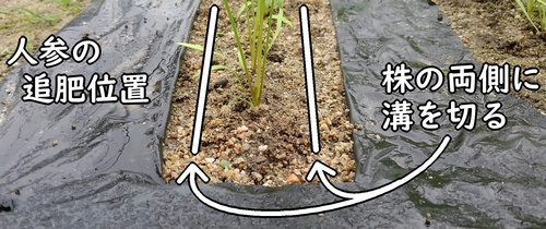 人参の追肥位置