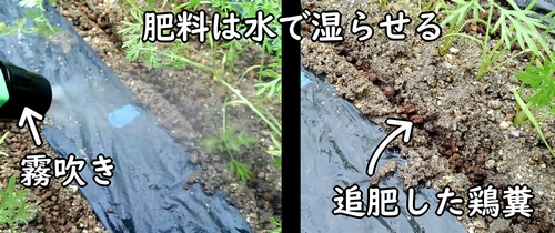 追肥した鶏糞は水で湿らせる