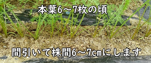 人参の間引きの2回目は、本葉が6～7枚の頃