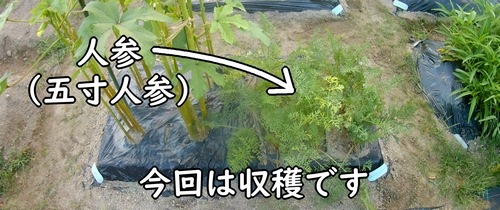 収穫時期になった人参（種まきから収穫まで世話した五寸人参）