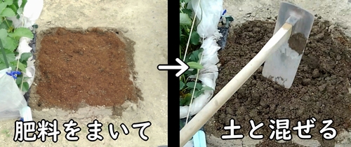 人参（五寸人参）の肥料を土に混ぜ込む