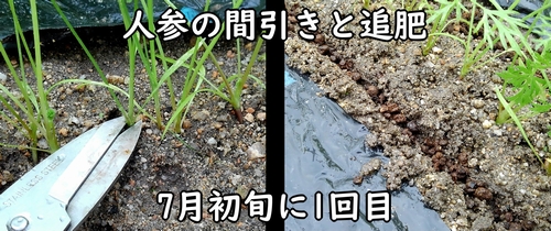 人参の間引き時期、1回目は7月初旬でした