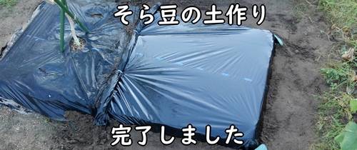 そら豆（ソラマメ）の種まき前の土作り完了です