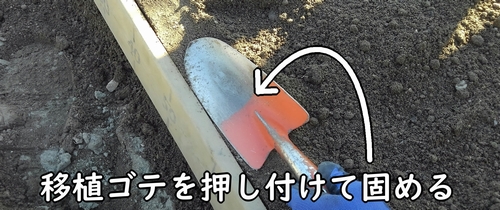 畝の縁は、移植ゴテを使って固める