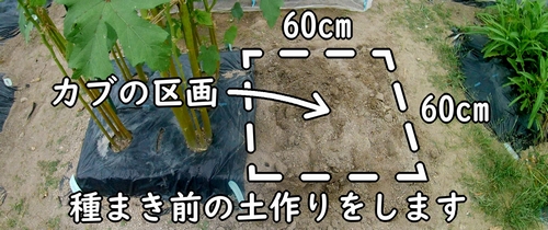 カブ（スワンかぶ）の栽培区画