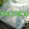 カブの栽培：種まき（随時取りできるスワンかぶが種まき時期です。）カブ栽培は秋冬が