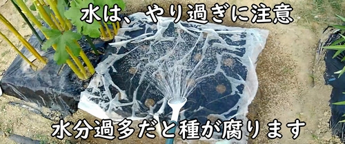 種まき後のカブの区画に水をまく