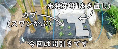 カブの栽培区画（地植え栽培のスワンかぶ）