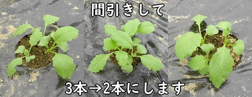 3本発芽したカブのうち、1本を間引く