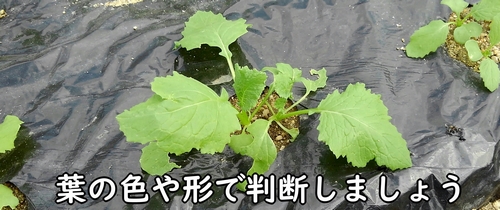 残すのは元気なカブです