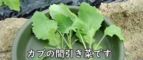 カブ（スワンかぶ）の間引き菜