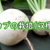 かぶが収穫時期です（種まき時期が9月のスワンかぶを収穫します）