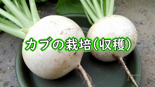 かぶが収穫時期です（種まき時期が9月のスワンかぶを収穫します）