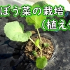 のらぼう菜の栽培：植え付け（なばな、菜花の苗の植え方）