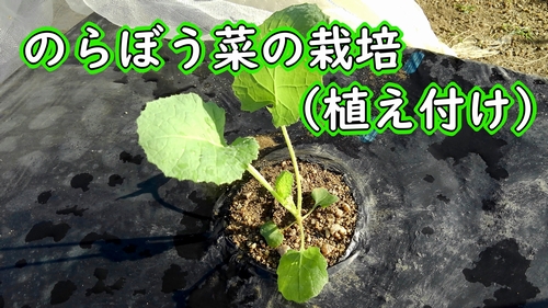 のらぼう菜の植え付け（なばな、菜花の苗の植え方）