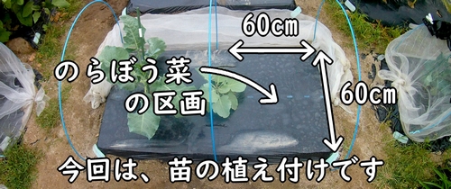 のらぼう菜の栽培区画（なばなの苗の植え付け場所）